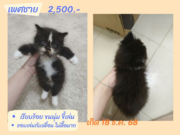 ลูกแมวสก็อตติชโฟลด์แท้ เรทแบ่งเลี้ยงด่วน รูปที่ 4