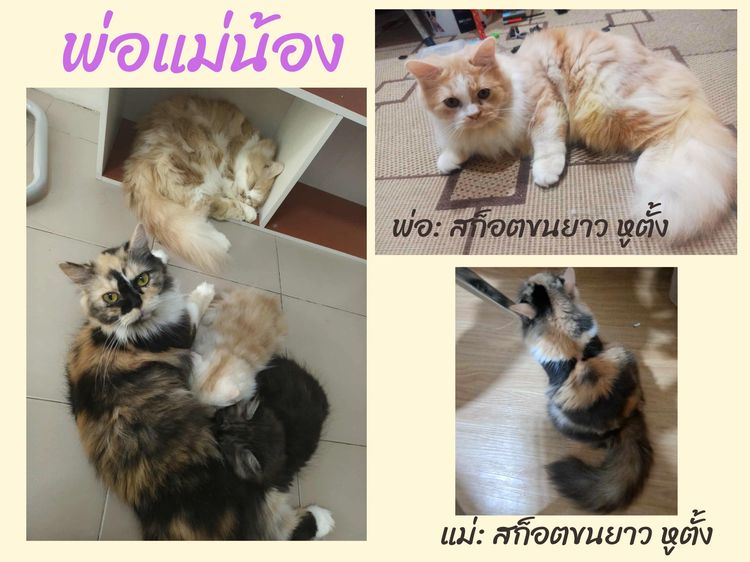 ลูกแมวสก็อตติชโฟลด์แท้ เรทแบ่งเลี้ยงด่วน รูปที่ 5