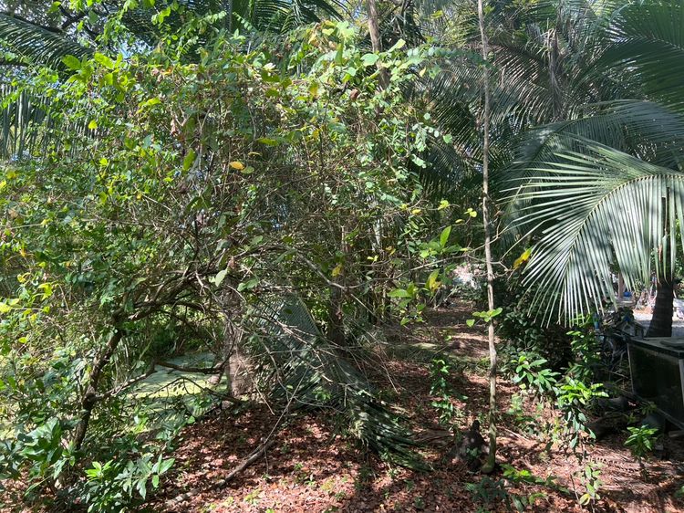 ขายทีดิน 1 ไร่ แถวมหาลัยธรรมศาสตร์ รังสิต รูปที่ 4