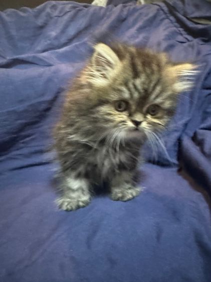 เปอร์เชีย รูปที่ 2