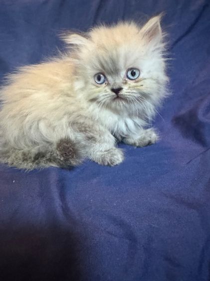 เปอร์เชีย รูปที่ 7