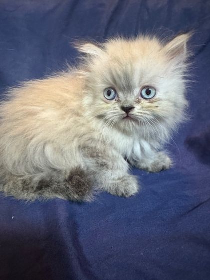 เปอร์เชีย รูปที่ 6