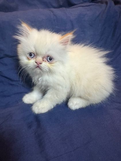 เปอร์เชีย รูปที่ 5