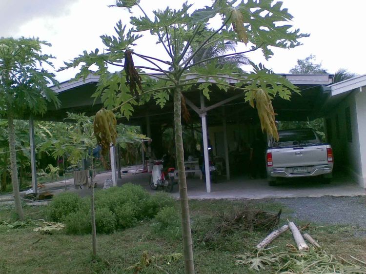 อื่นๆ มีบางส่วน 2022 ให้เช่าบ้านเดี่ยวติดsweet indy cafe รูปที่ 3