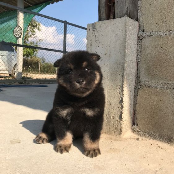 เชาๆผสมไซ รูปที่ 3