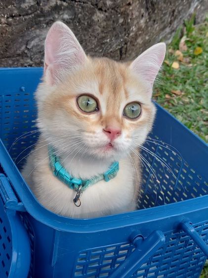 แมวบริติช รูปที่ 5