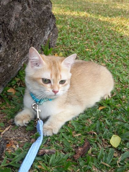 แมวบริติช รูปที่ 7
