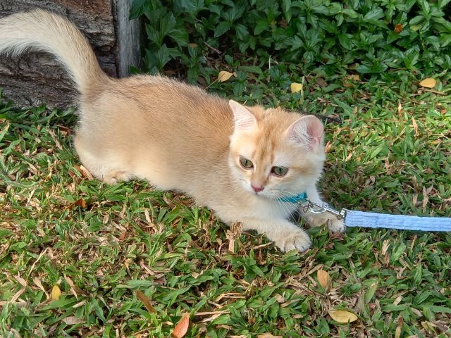 แมวบริติช รูปที่ 2