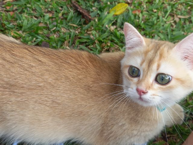 แมวบริติช รูปที่ 6