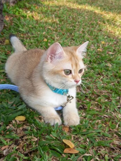 แมวบริติช รูปที่ 3