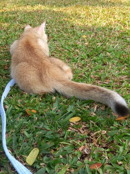 แมวบริติช รูปที่ 8