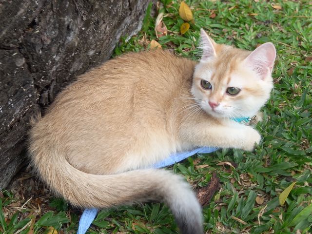 บริติช ชอร์ตแฮร์ (British Shorthair) แมวบริติช