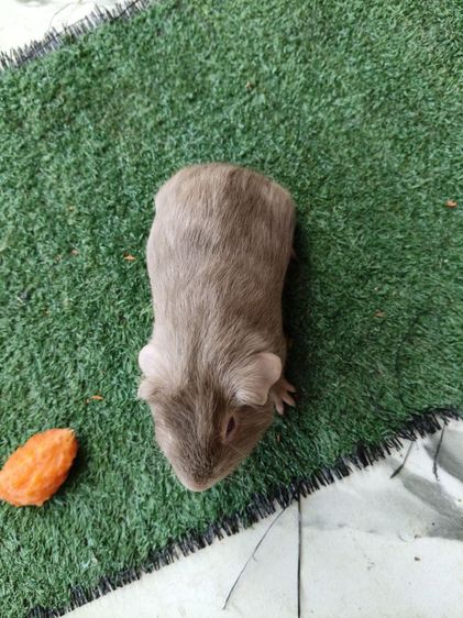 หนูแกสบี้ สีไลแลค รูปที่ 9