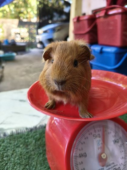 หนูแกสบี้ สีเรด ผู้ รูปที่ 4