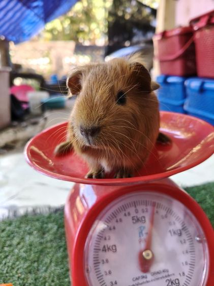 หนูแกสบี้ สีเรด ผู้ รูปที่ 3