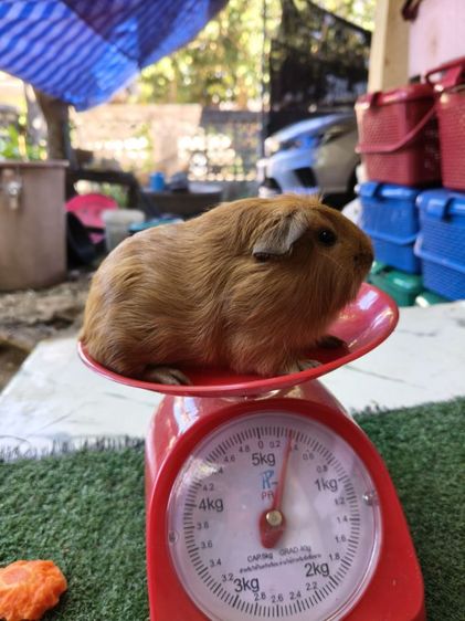 หนูแกสบี้ สีเรด ผู้ รูปที่ 7