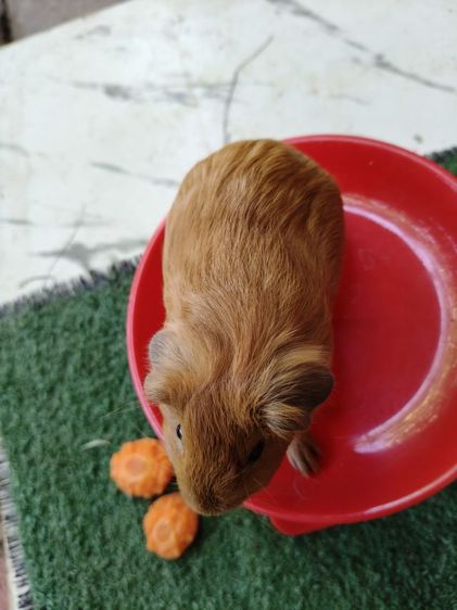 หนูแกสบี้ สีเรด ผู้ รูปที่ 5