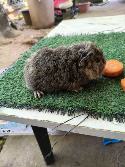 หนูแกสบี้ เท็ดดี้ ผู้ รูปที่ 6