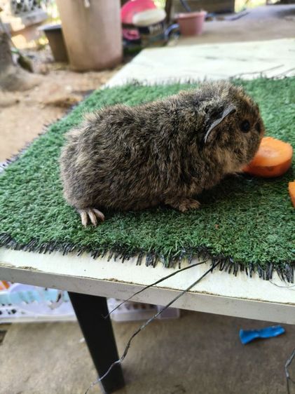 หนูแกสบี้ เท็ดดี้ ผู้ รูปที่ 5