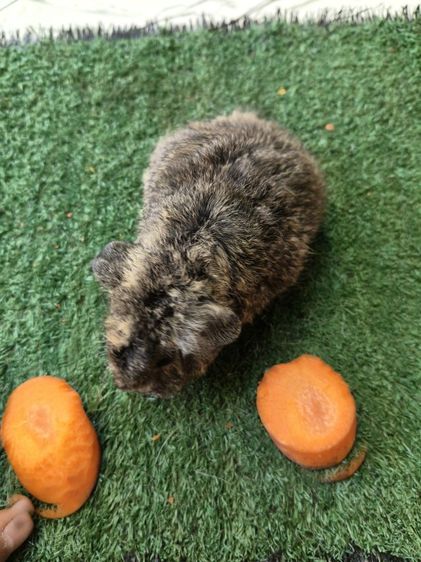 หนูแกสบี้ เท็ดดี้ ผู้ รูปที่ 4