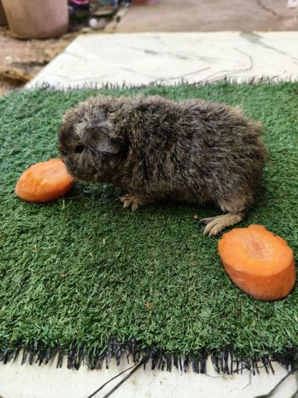 หนูแกสบี้ เท็ดดี้ ผู้