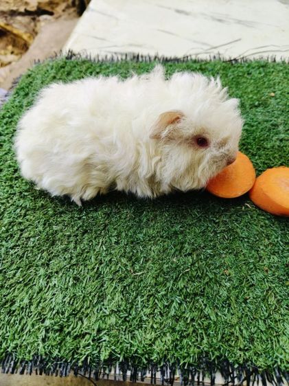 หนูแกสบี้ ขนหยิกยาว พันธุ์มาริโน่ ผู้ รูปที่ 3