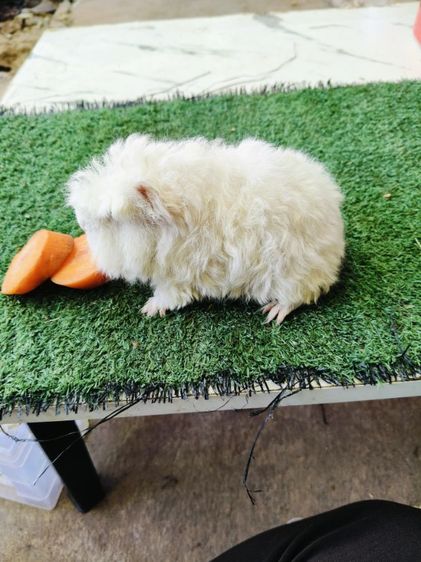 หนูแกสบี้ ขนหยิกยาว พันธุ์มาริโน่ ผู้ รูปที่ 4