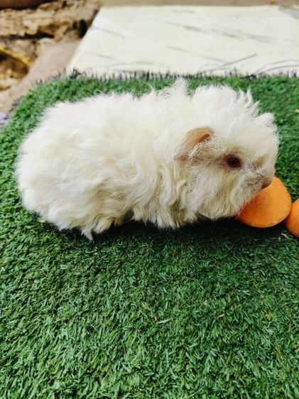 หนูแกสบี้ ขนหยิกยาว พันธุ์มาริโน่ ผู้