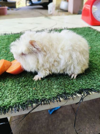 หนูแกสบี้ ขนหยิกยาว พันธุ์มาริโน่ ผู้ รูปที่ 6