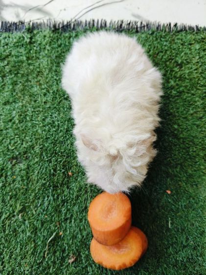 หนูแกสบี้ ขนหยิกยาว พันธุ์มาริโน่ ผู้ รูปที่ 7