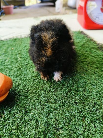 หนูแกสบี้ ขนหยิกยาว พันธุ์แท็คเซล เมีย รูปที่ 2