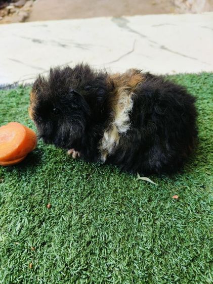 หนูแกสบี้ ขนหยิกยาว พันธุ์แท็คเซล เมีย รูปที่ 5