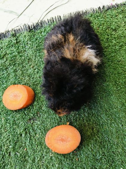 หนูแกสบี้ ขนหยิกยาว พันธุ์แท็คเซล เมีย รูปที่ 3