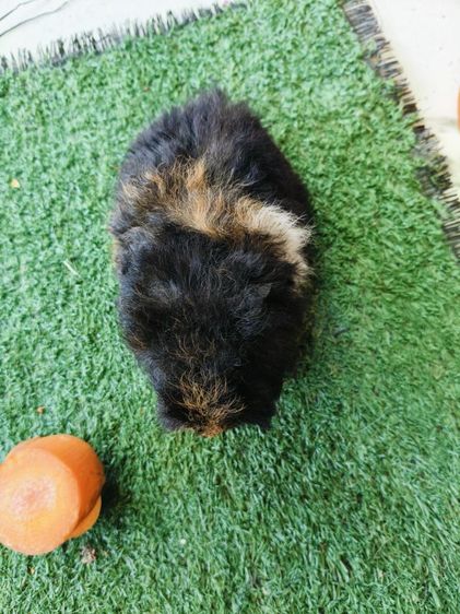 หนูแกสบี้ ขนหยิกยาว พันธุ์แท็คเซล เมีย รูปที่ 8