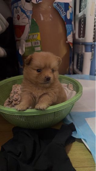 ชิวาวา (Chihuahua) เล็ก ลูกชิวาว่า ปอม