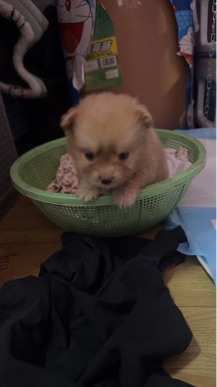 ลูกชิวาว่า ปอม รูปที่ 2