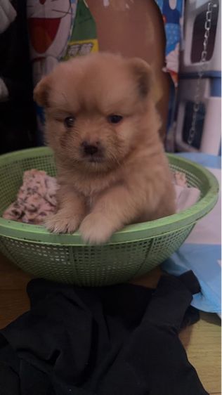 ลูกชิวาว่า ปอม รูปที่ 3