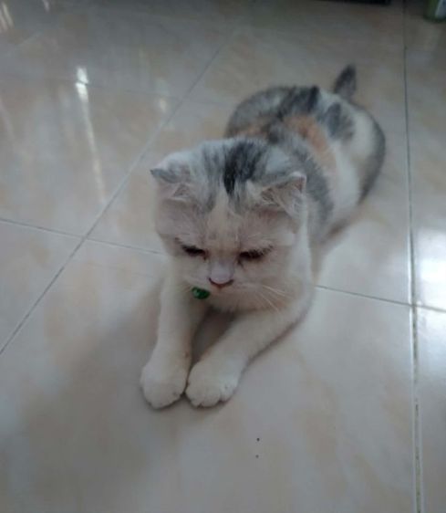 สก๊อตติชหูดีดพร้อมผสมอายุปีกว่า รูปที่ 2