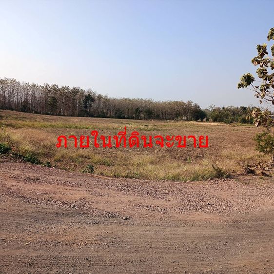 ขายที่ดิน 16-0-63 ไร่ ต.ท่าข้าม อ.ชนแดน เพชรบูรณ์ ติดถนนปูนแยกจากถนนใหญ่ 1 กม รูปที่ 3