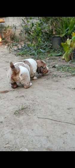 ดัชชุน(ขนยาว)เด็กชาย เตี้ย ลำ่ รูปที่ 5