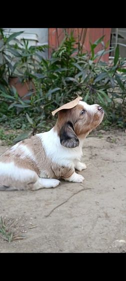 ดัชชุน(ขนยาว)เด็กชาย เตี้ย ลำ่