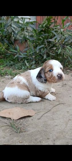 ดัชชุน(ขนยาว)เด็กชาย เตี้ย ลำ่ รูปที่ 3