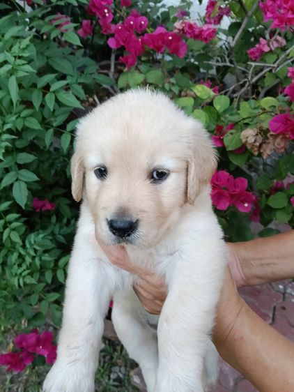 ขายลูกสุนัขโกลเด้นฯ รูปที่ 5