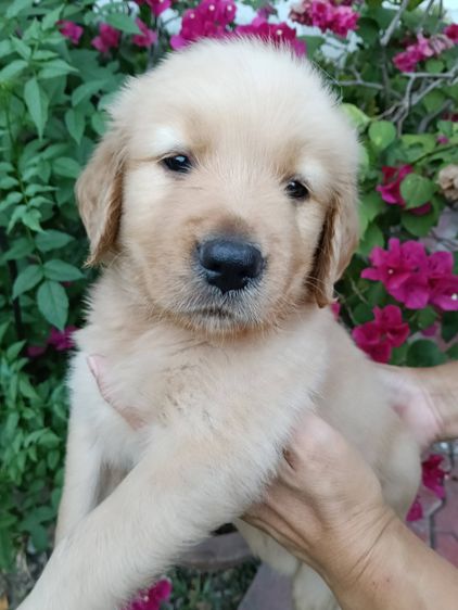 ขายลูกสุนัขโกลเด้นฯ รูปที่ 4