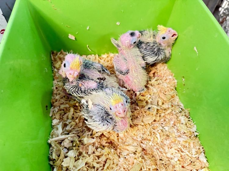 นก คอกคาเทล 4 หน่วย