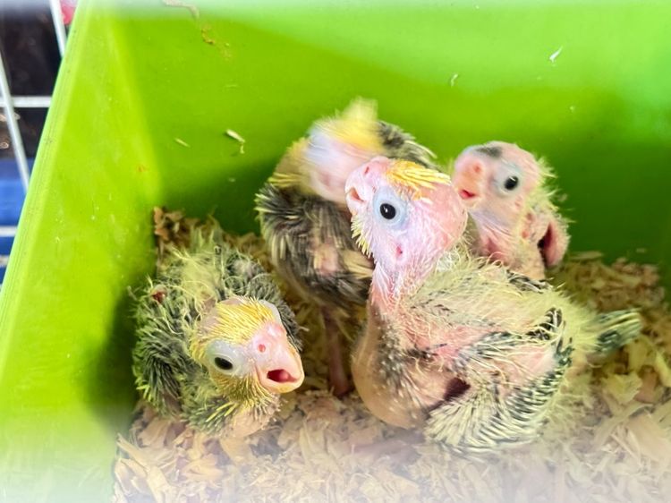 นก คอกคาเทล 4 หน่วย รูปที่ 2