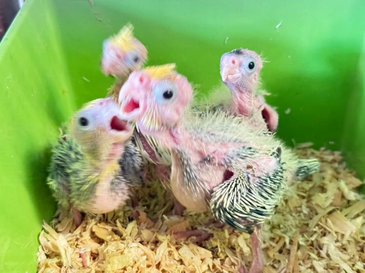 นก คอกคาเทล 4 หน่วย รูปที่ 3