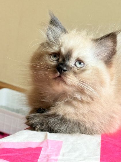 น้องแมวหิมาลายันชาย รูปที่ 2