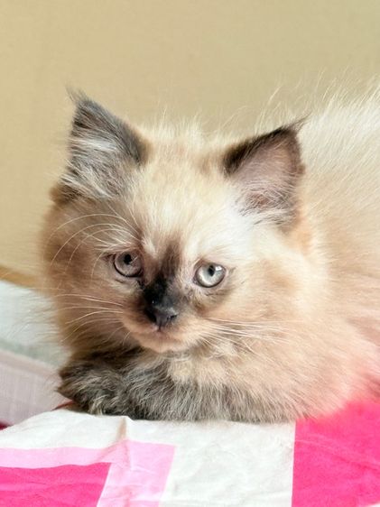 น้องแมวหิมาลายันชาย
