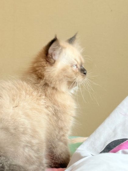 น้องแมวหิมาลายันชาย รูปที่ 4